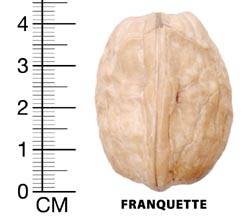 Franguette