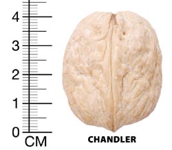 CHANDLER MEYVE ÖZELLİKLERİ